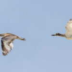Beach Stone-curlews (image by Pete Morris)