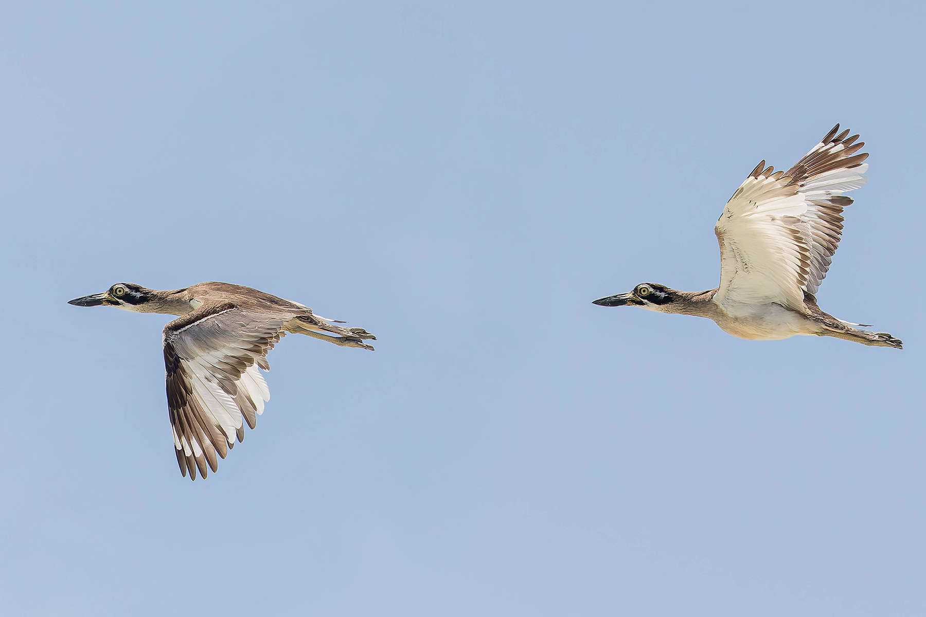 Beach Stone-curlews (image by Pete Morris)