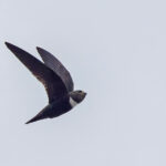 Biscutate Swift (image by Pete Morris)