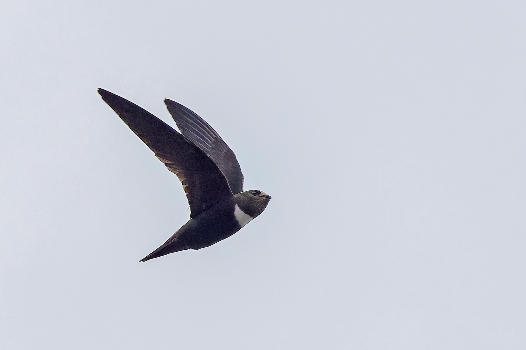 Biscutate Swift (image by Pete Morris)