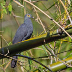 Black Cuckoo-Dove (image by Pete Morris)
