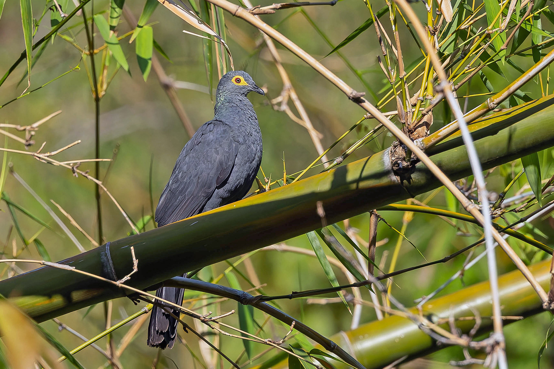 Black Cuckoo-Dove (image by Pete Morris)