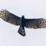 Black Hawk-Eagle (image by Pete Morris)