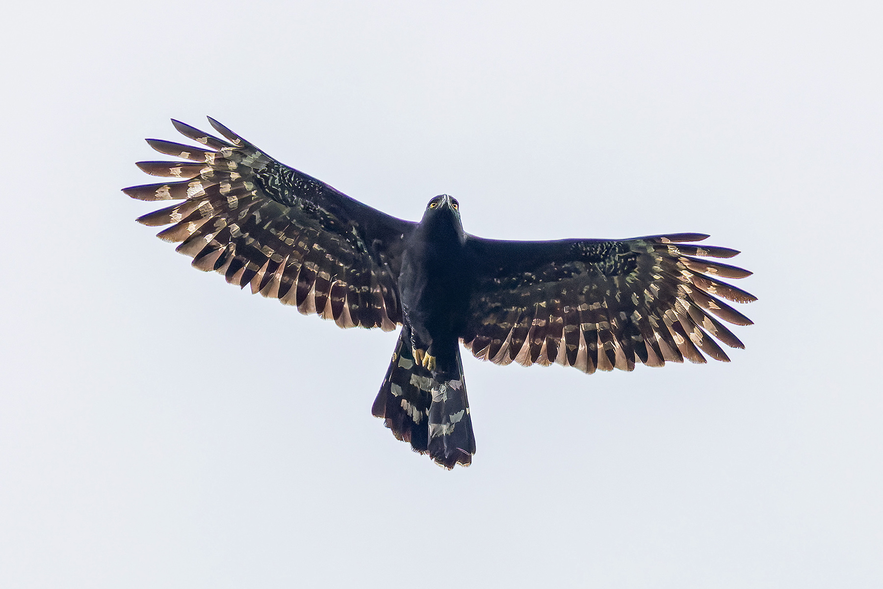 Black Hawk-Eagle (image by Pete Morris)