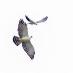 Black-and-white Hawk Eagle (image by Pete Morris)