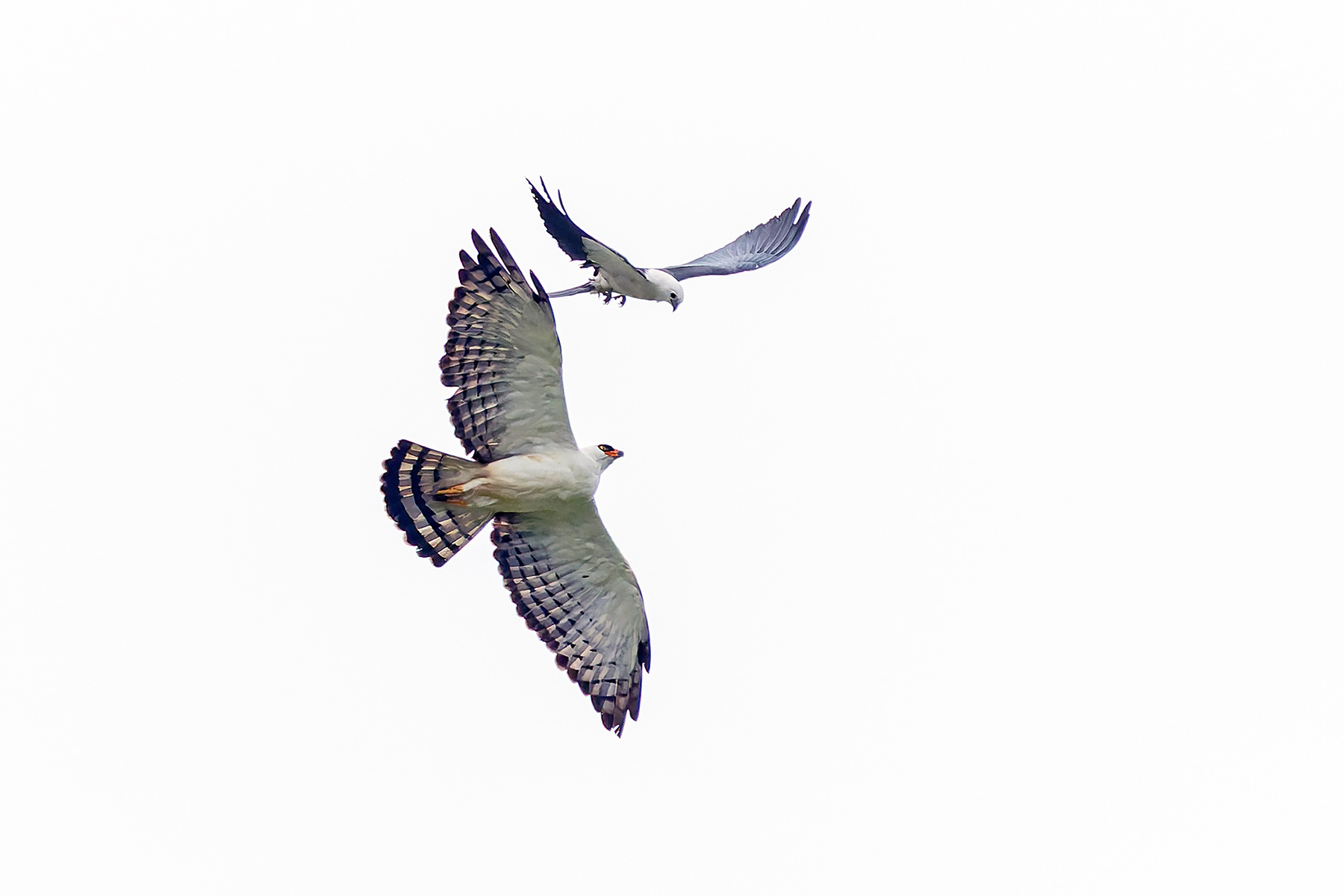 Black-and-white Hawk Eagle (image by Pete Morris)