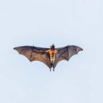 Black-bearded Flying Fox (image by Pete Morris)