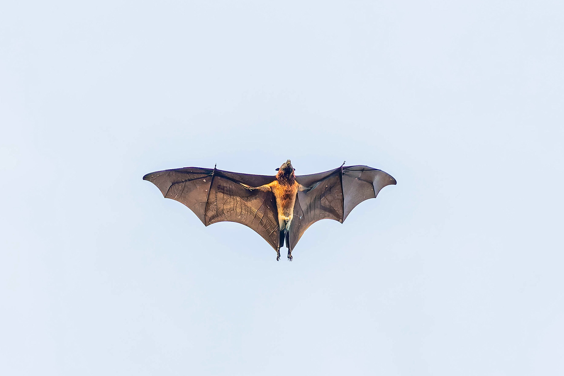 Black-bearded Flying Fox (image by Pete Morris)
