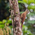Black-billed Scythebill (image by Pete Morris)