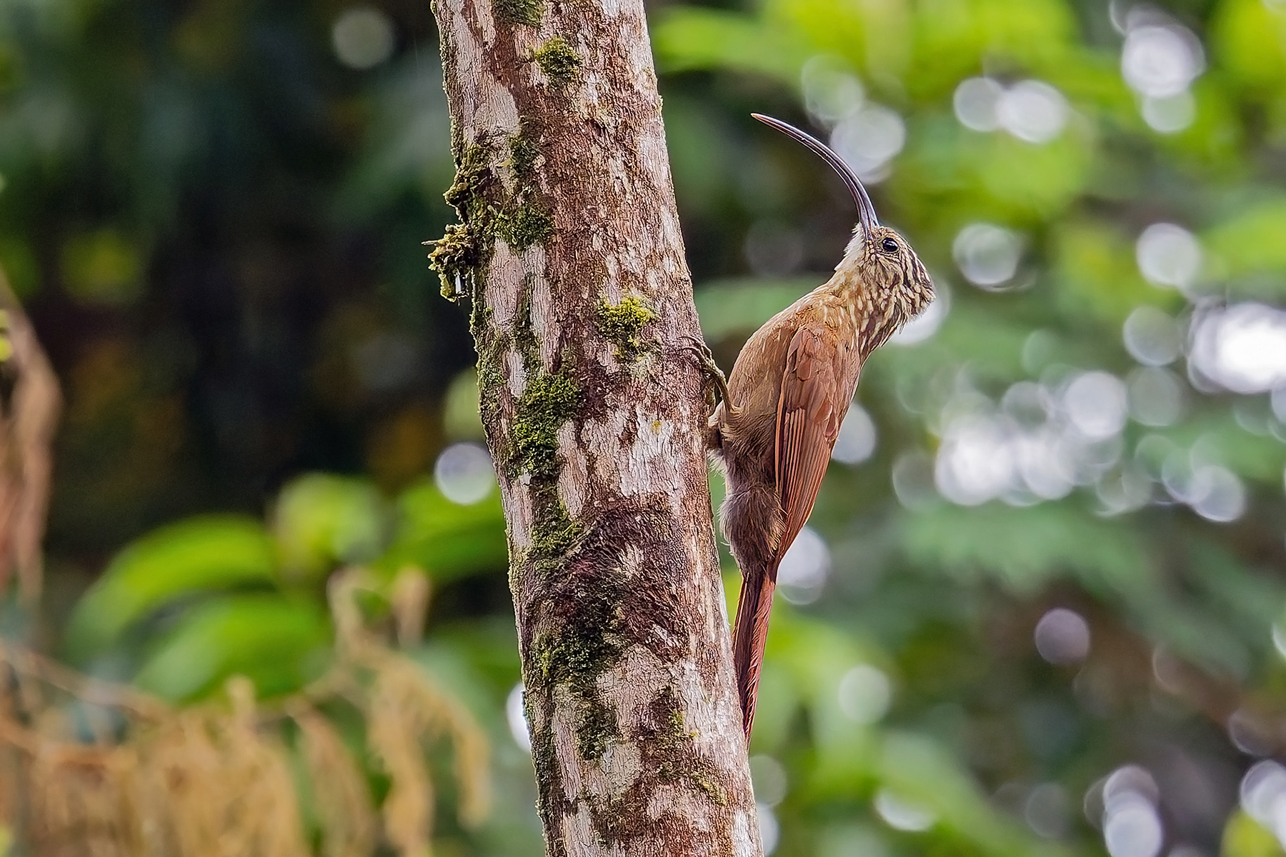 Black-billed Scythebill (image by Pete Morris)