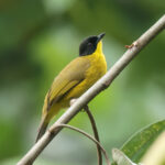 Black-capped Bulbul (image by Vincent van der Spek)