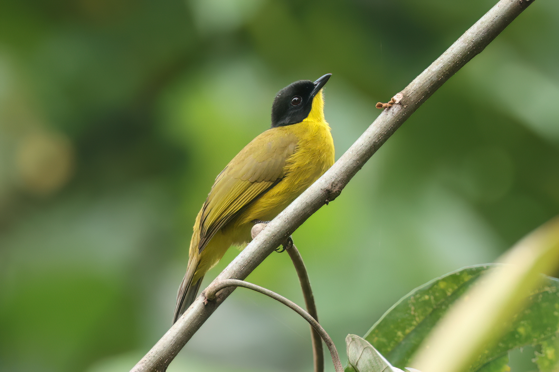 Black-capped Bulbul (image by Vincent van der Spek)