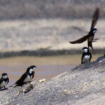 Black-collared Swallows (image by Keith Betton)