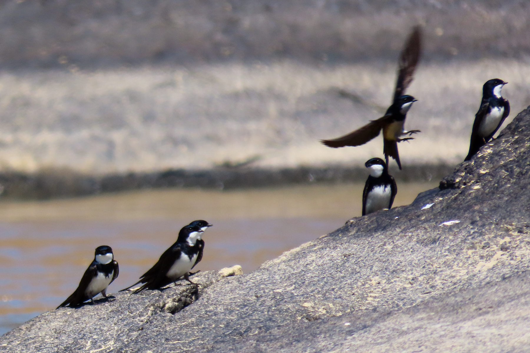 Black-collared Swallows (image by Keith Betton)