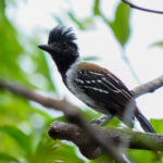 Black-crested Antshrike (image by Keith Betton)