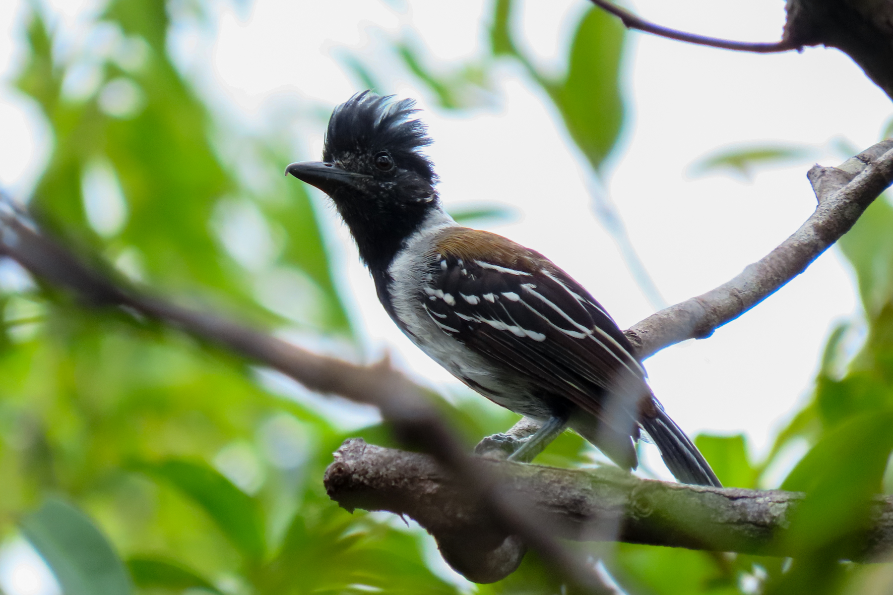 Black-crested Antshrike (image by Keith Betton)