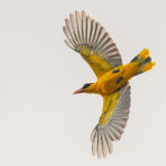 Black-naped Oriole (Flores Sea) (image by Pete Morris)