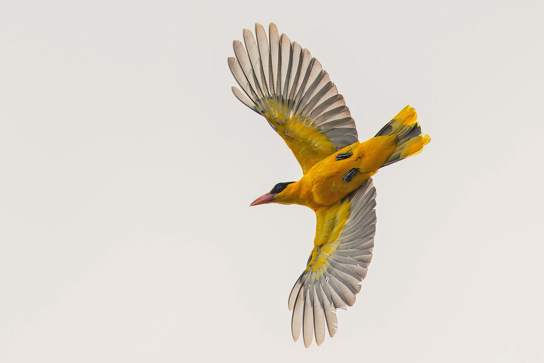 Black-naped Oriole (Flores Sea) (image by Pete Morris)