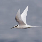 Black-naped Tern (image by Pete Morris)