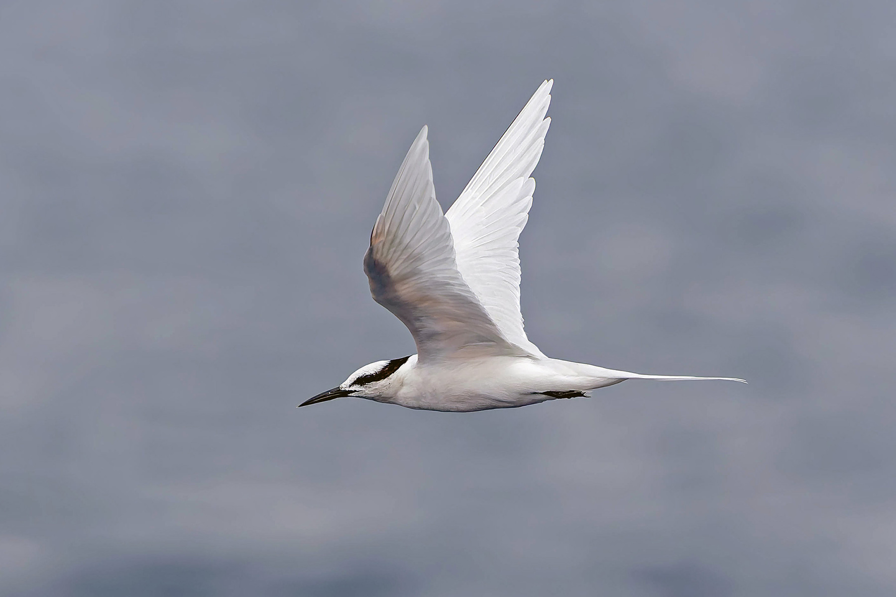Black-naped Tern (image by Pete Morris)