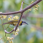 Black-streaked Honeyeater (image by Pete Morris)