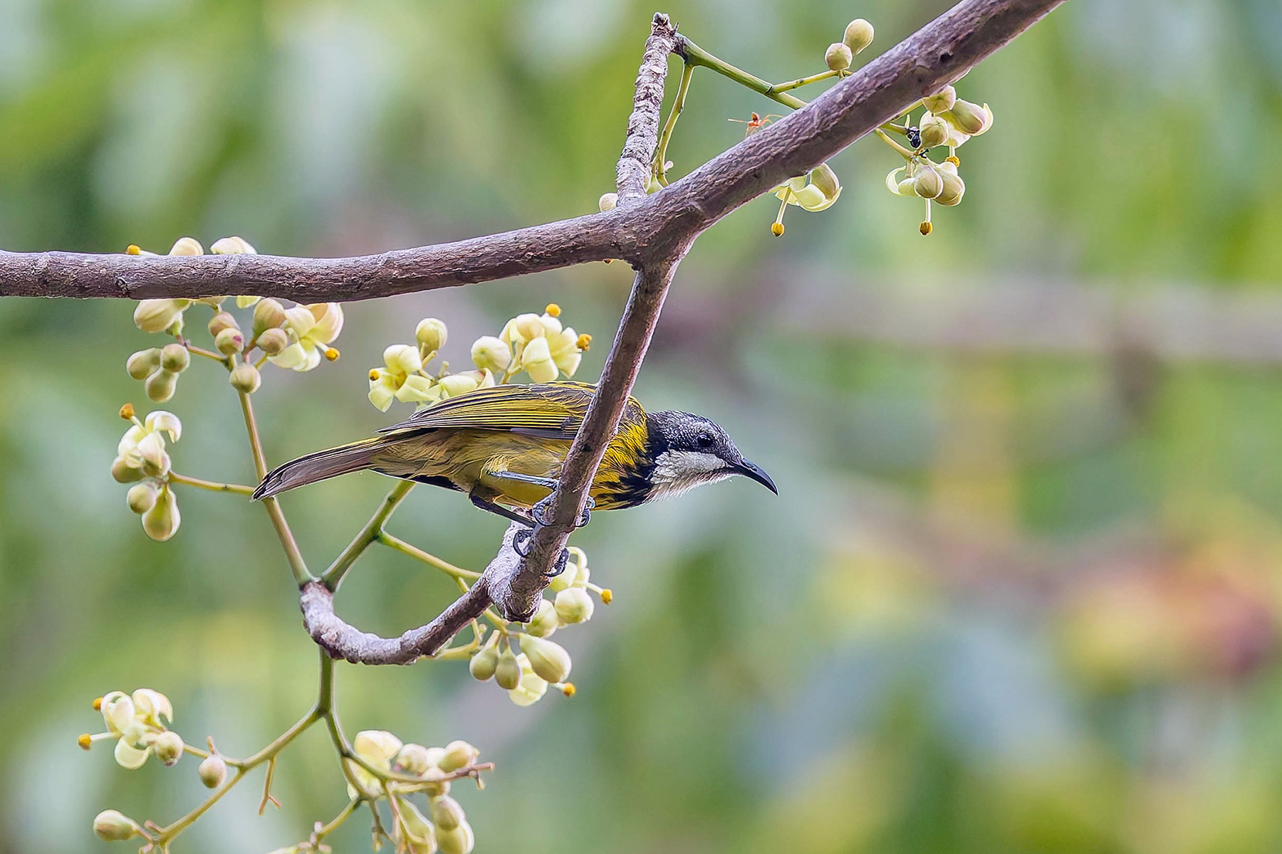 Black-streaked Honeyeater (image by Pete Morris)