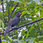 Black-throated Grosbeak (image by Pete Morris)
