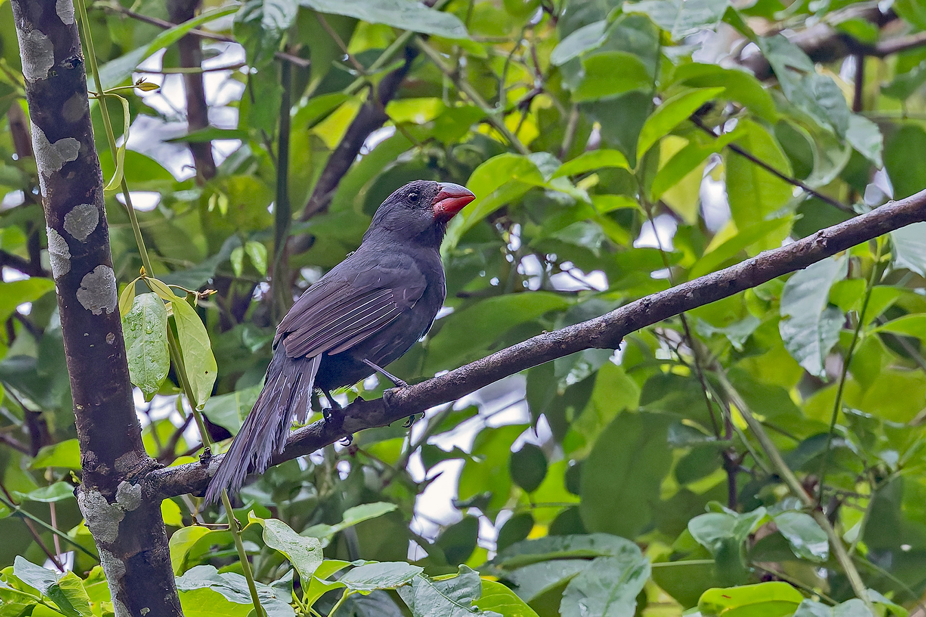 Black-throated Grosbeak (image by Pete Morris)