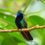 Black-throated Mango (image by Keith Betton)