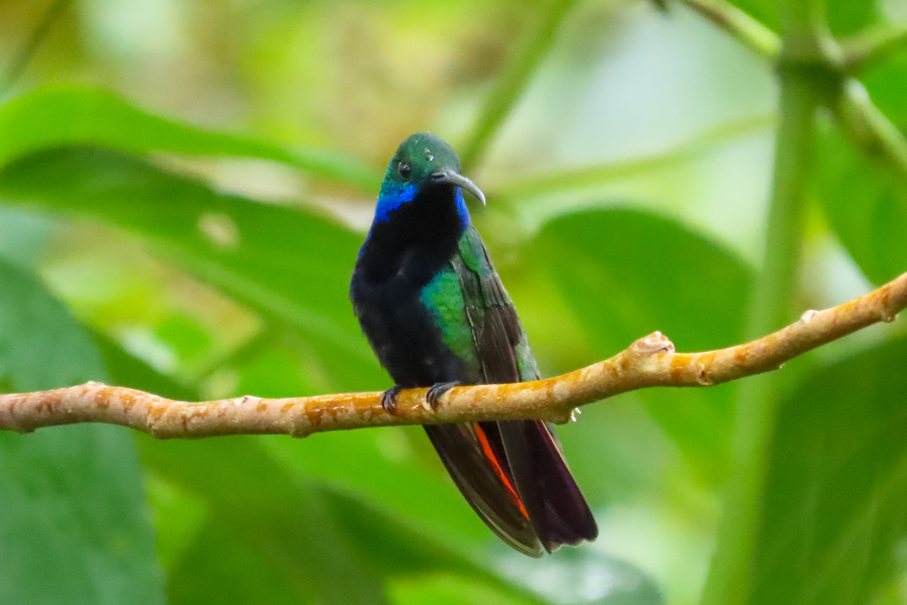 Black-throated Mango (image by Keith Betton)