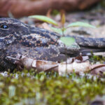 Blackish Nightjar (image by Oliver Slessor)