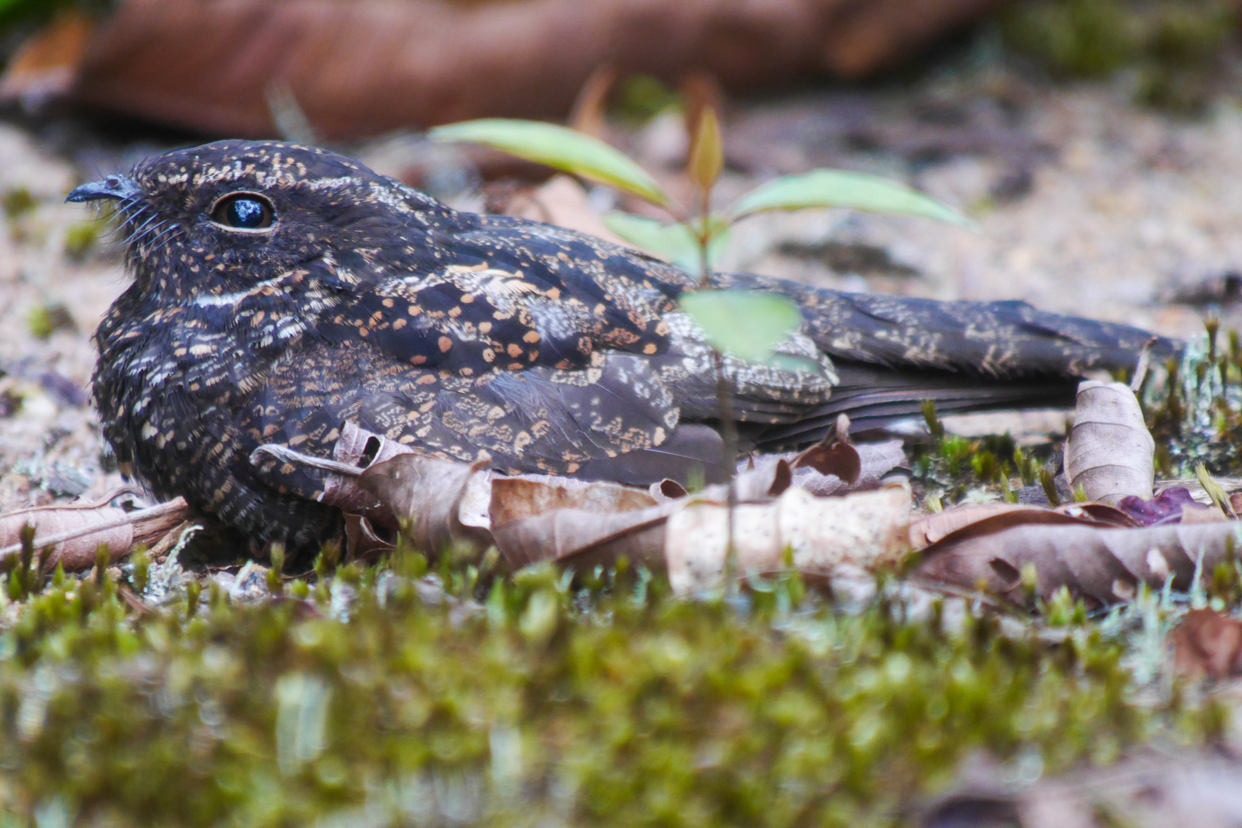 Blackish Nightjar (image by Oliver Slessor)