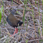 Blackish Rail (image by Pete Morris)