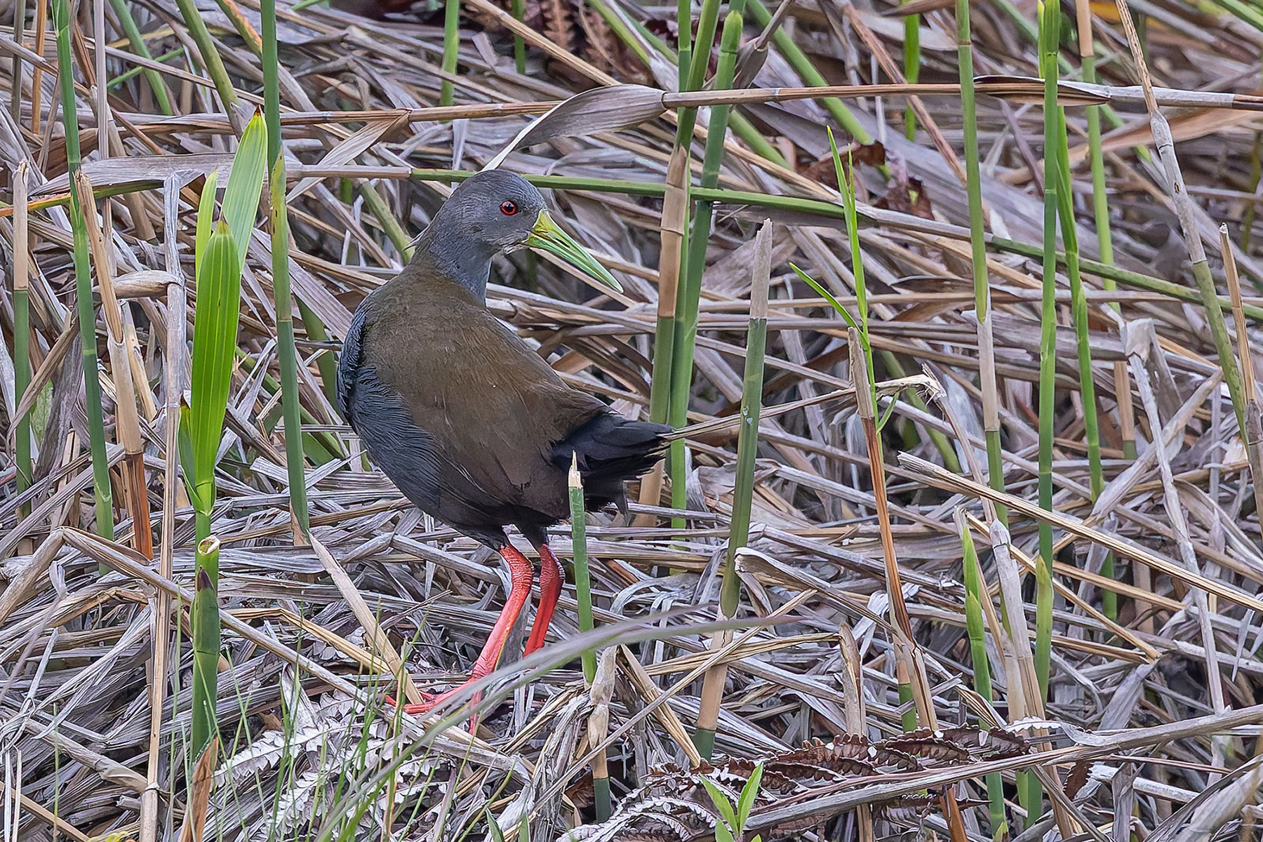 Blackish Rail (image by Pete Morris)