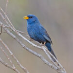 Blue Finch (image by Pete Morris)