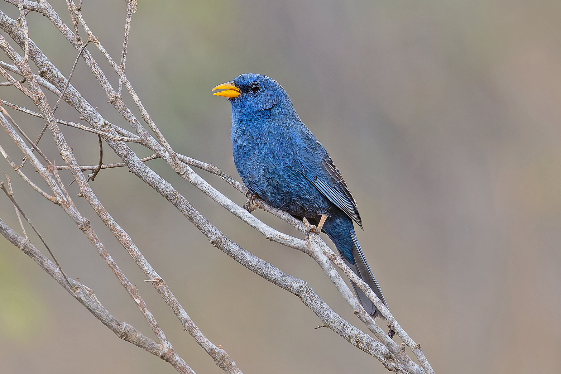 Blue Finch (image by Pete Morris)