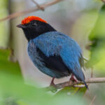 Blue Manakin (image by Pete Morris)