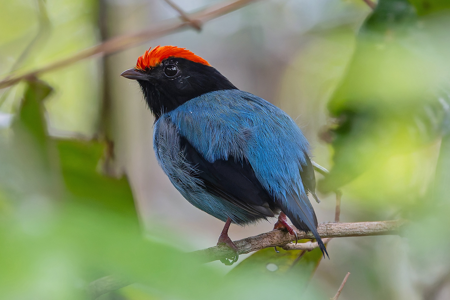 Blue Manakin (image by Pete Morris)
