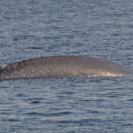 Blue Whale (Pygmy) (image by Pete Morris)