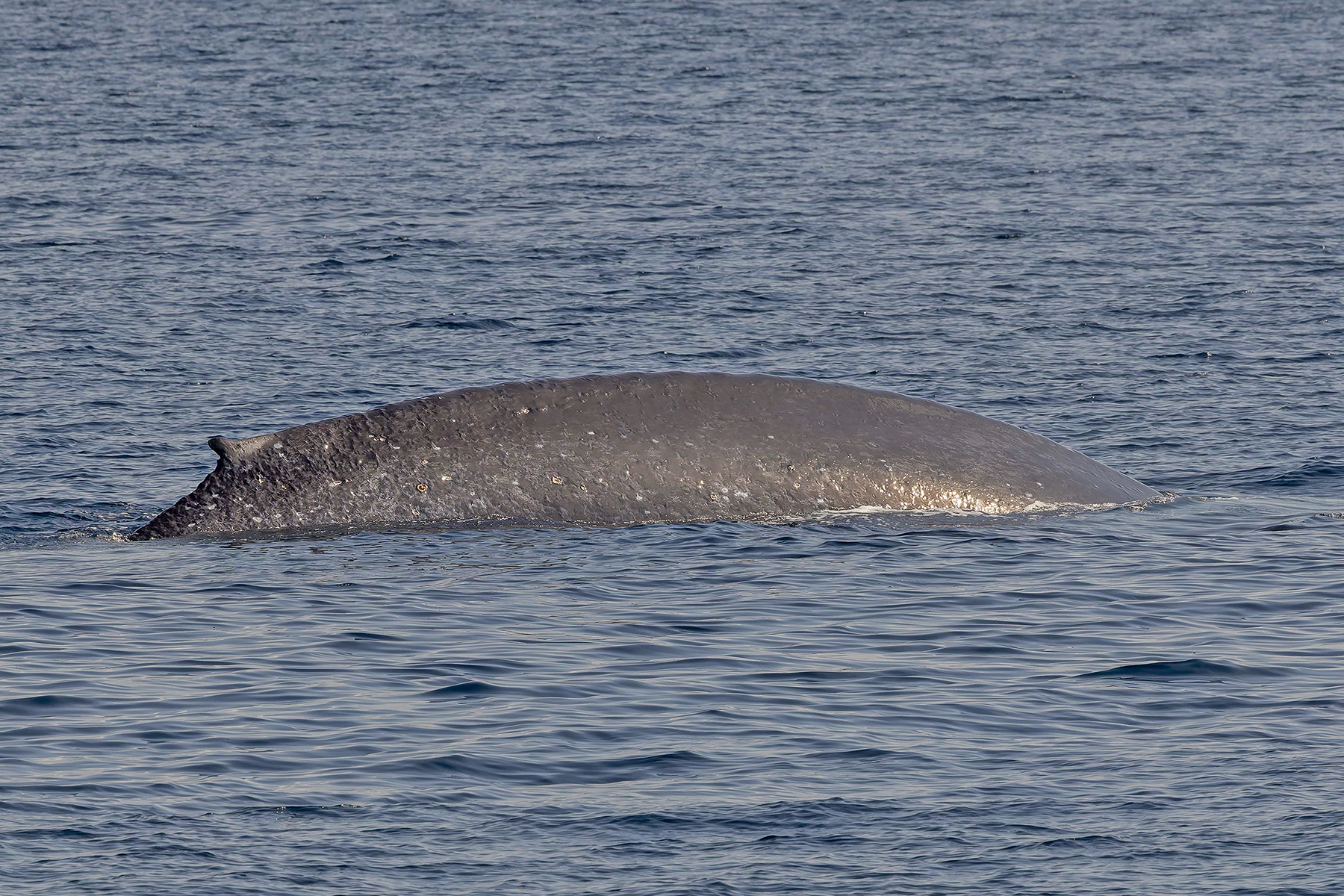 Blue Whale (Pygmy) (image by Pete Morris)