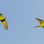 Blue-crowned Parakeets (image by Pete Morris)