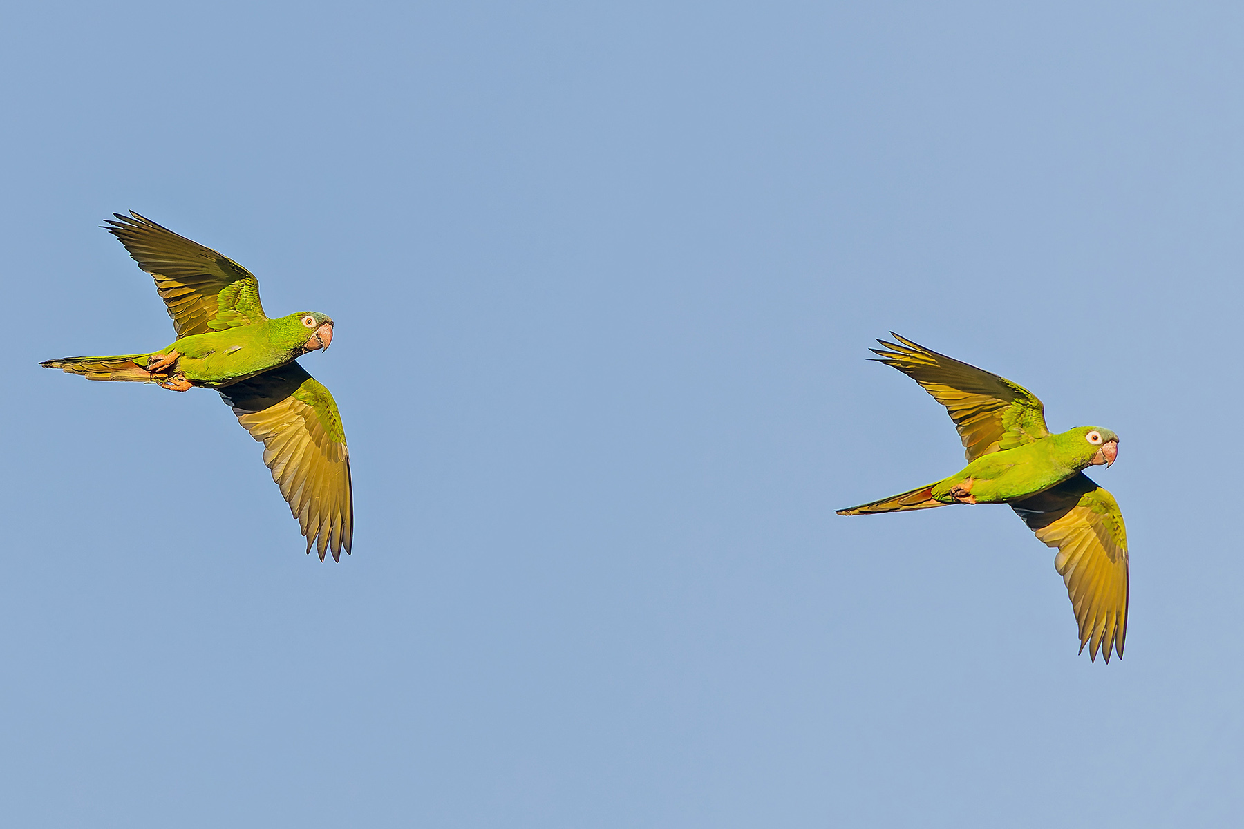 Blue-crowned Parakeets (image by Pete Morris)