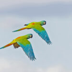 Blue-winged Macaws (image by Pete Morris)