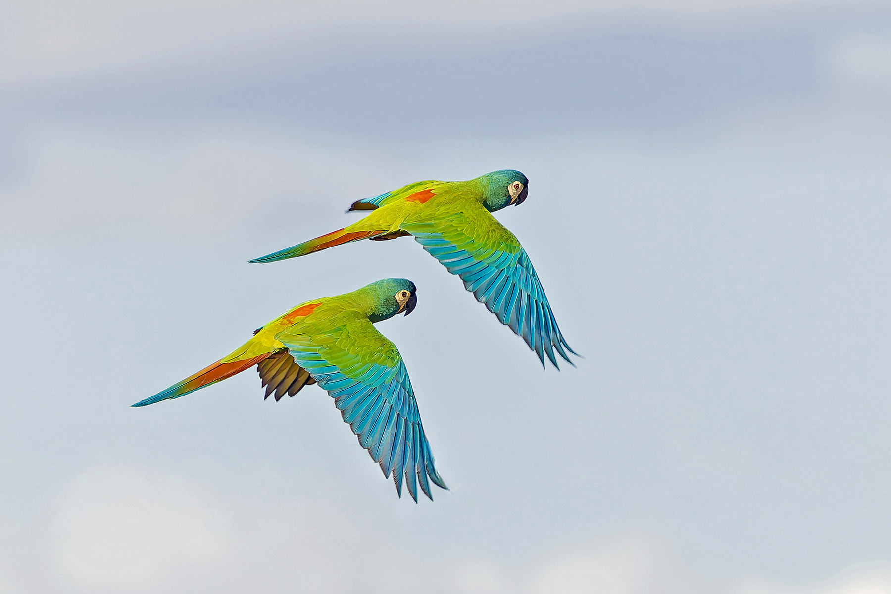 Blue-winged Macaws (image by Pete Morris)