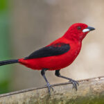Brazilian Tanager (image by Pete Morris)
