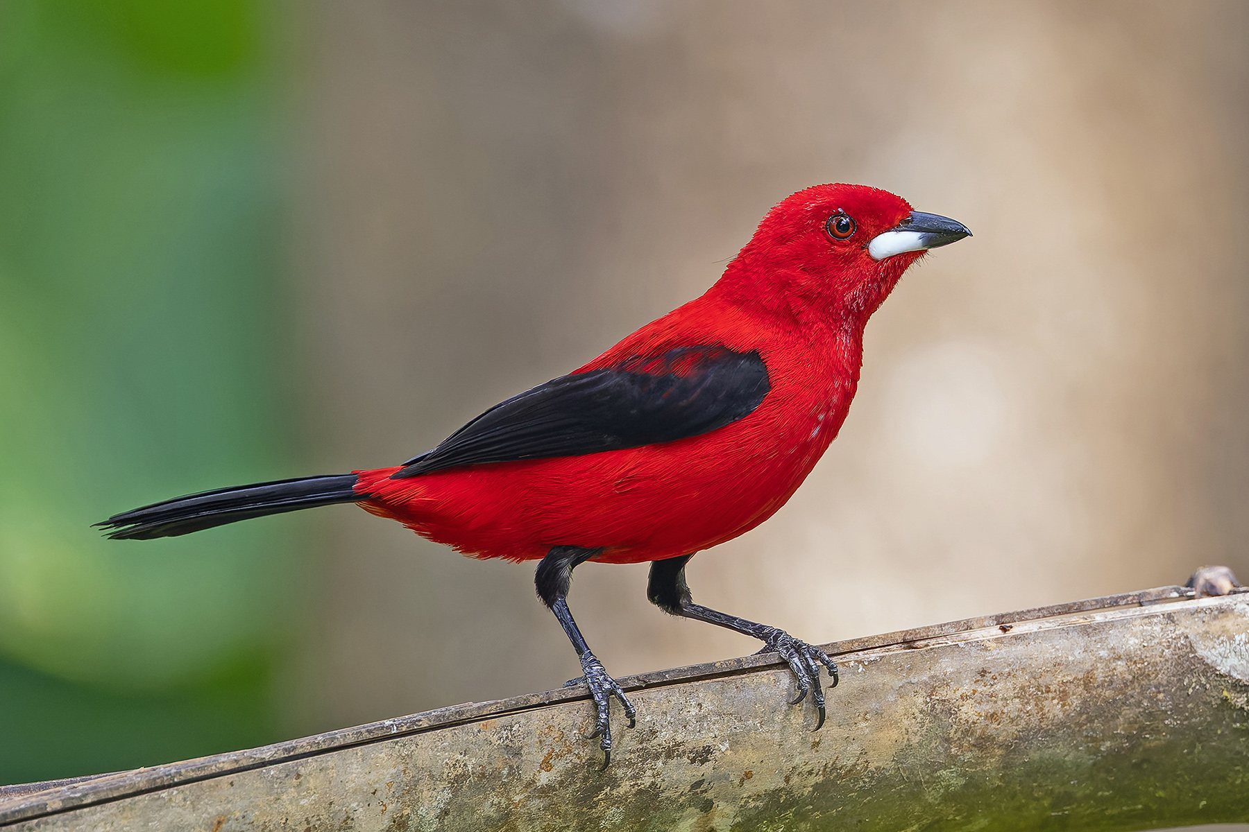 Brazilian Tanager (image by Pete Morris)