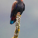 Bronze-winged Parrot (image by Oliver Slessor)