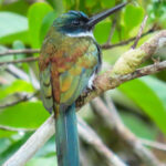 Bronzy Jacamar (image by Keith Betton)