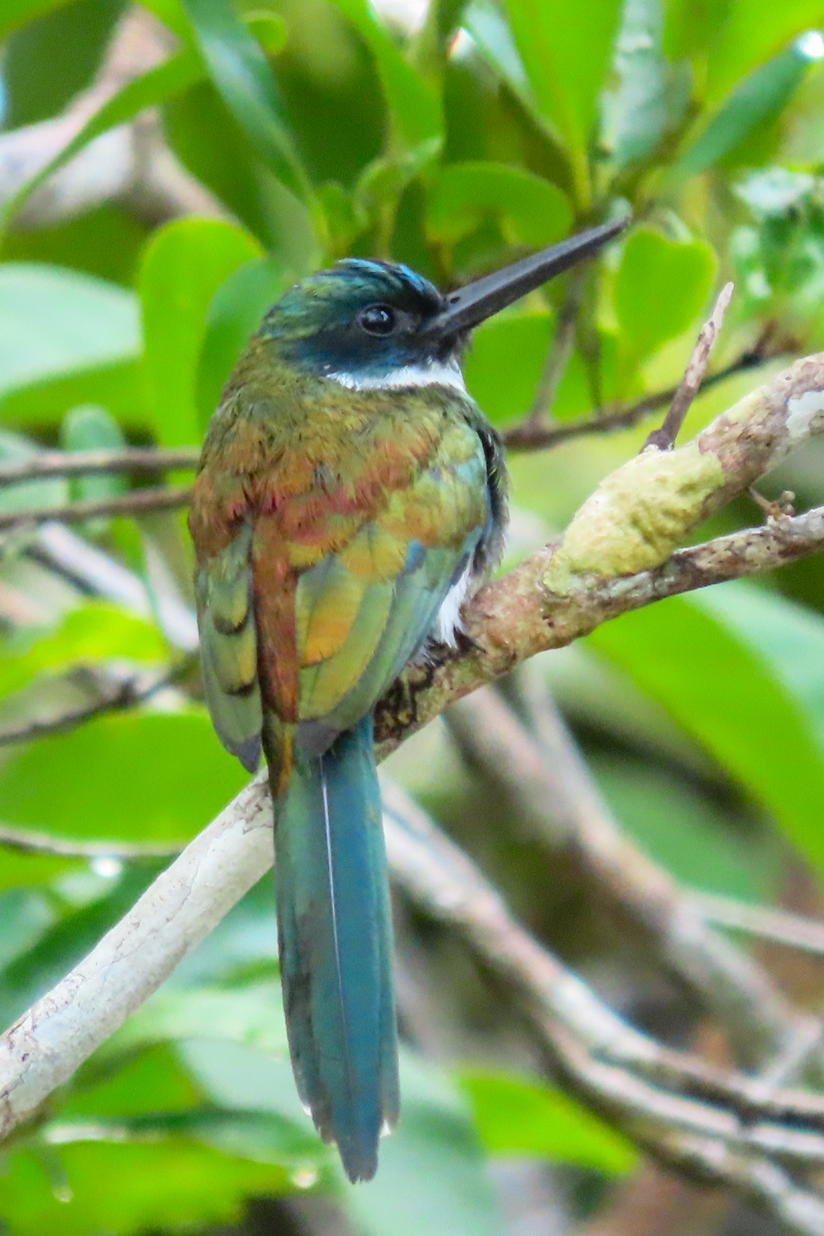 Bronzy Jacamar (image by Keith Betton)