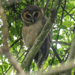 Brown Wood-Owl (image by Vincent van der Spek)